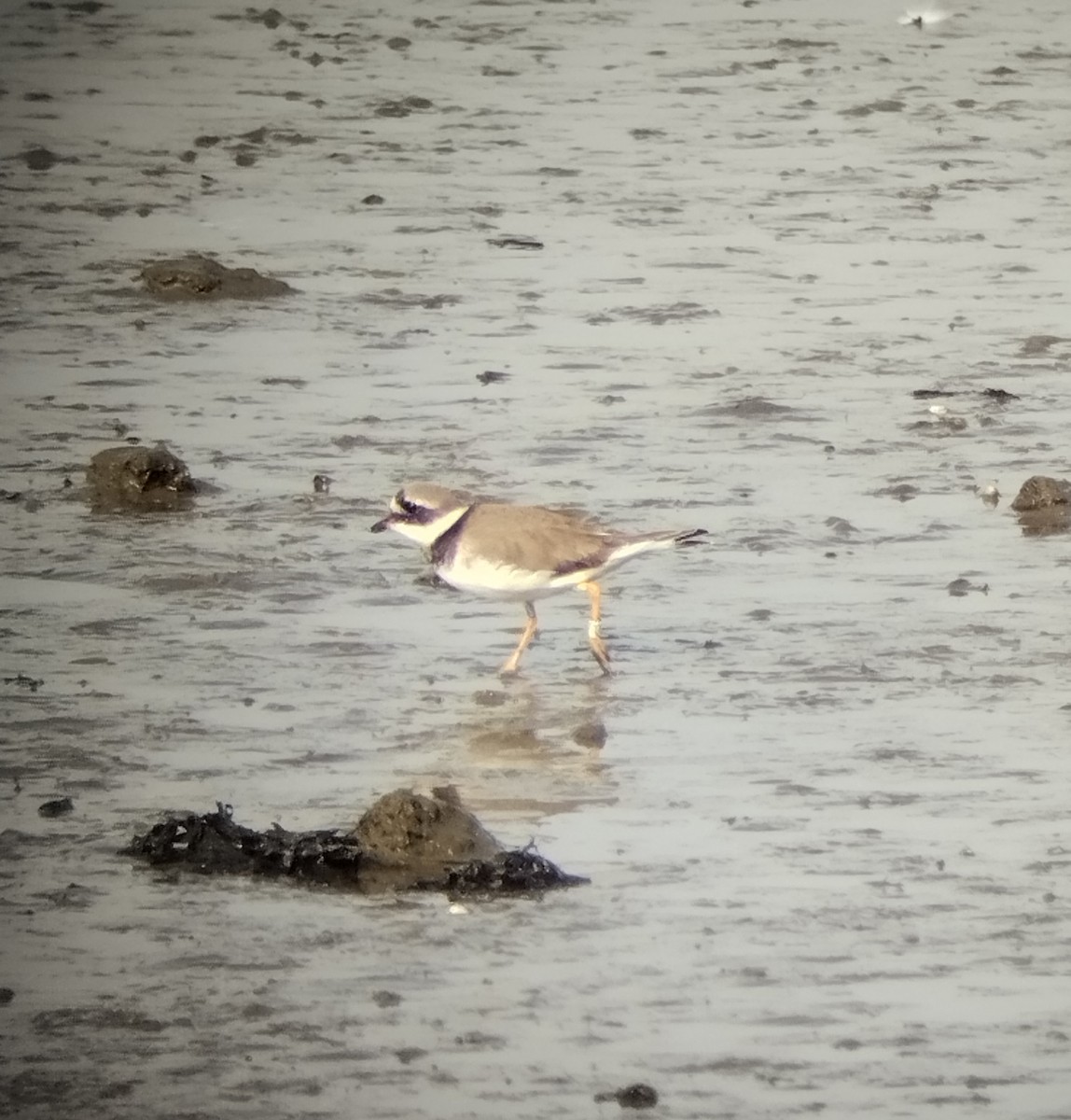 Хүзүүвчит хиазат - ML645051282