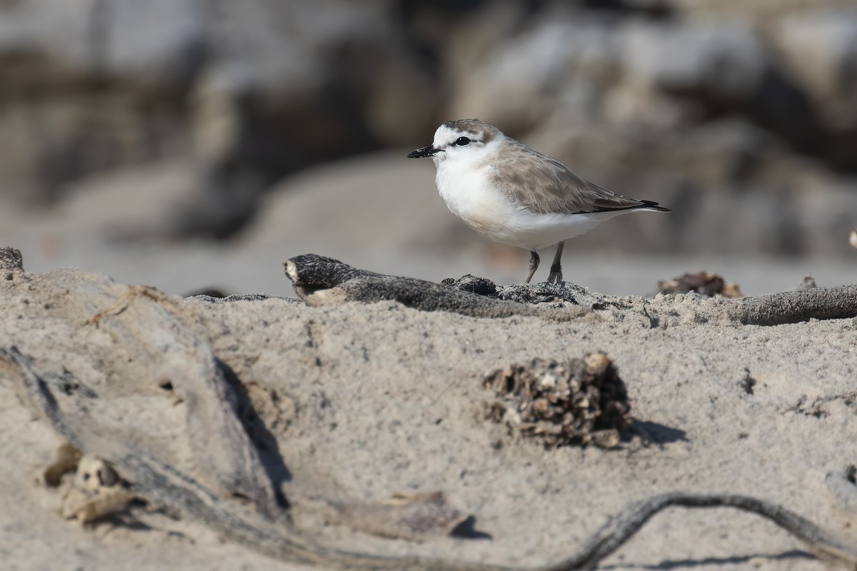 White-fronted Plover - ML645051296