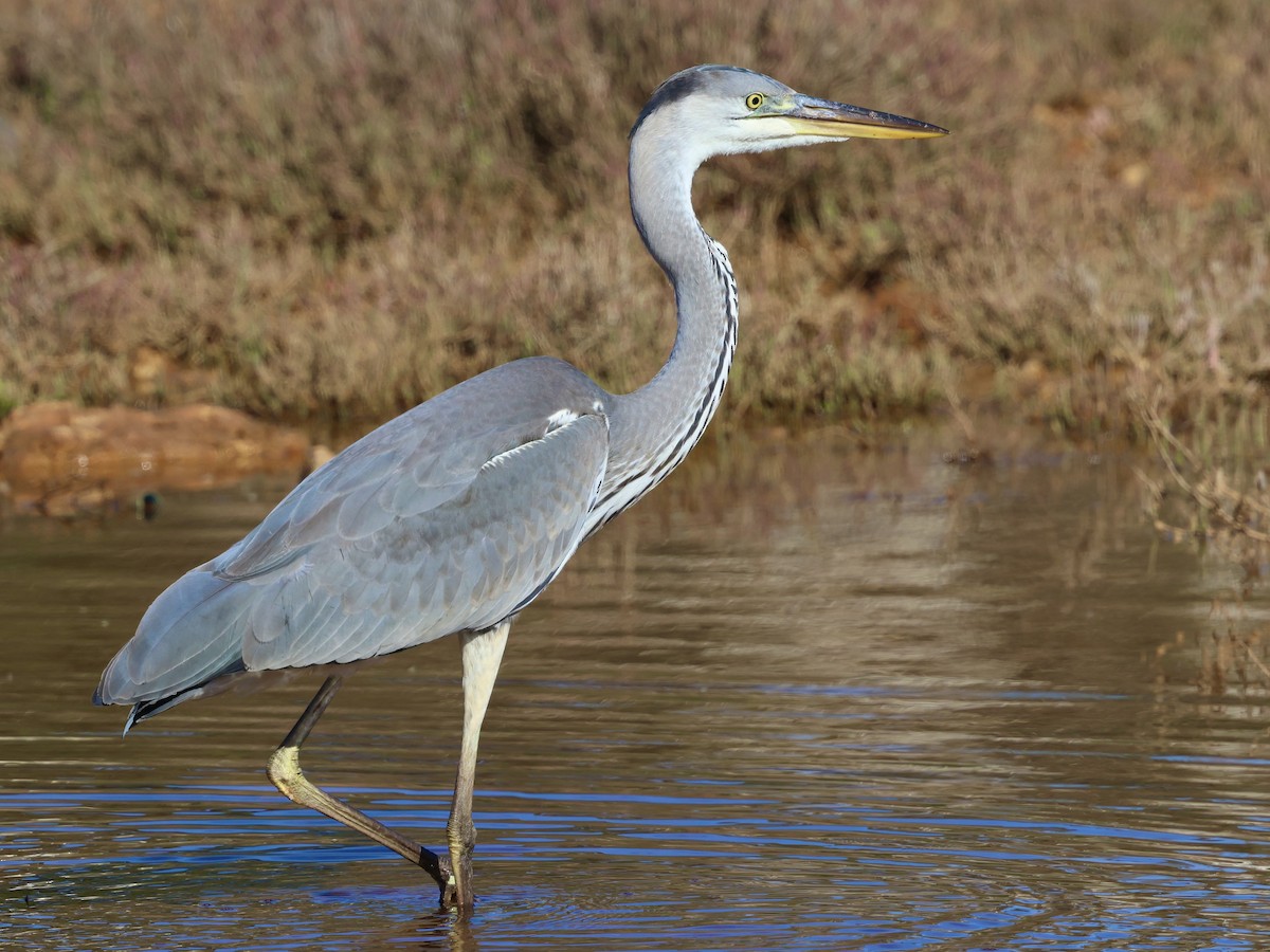 Gray Heron - ML645051323