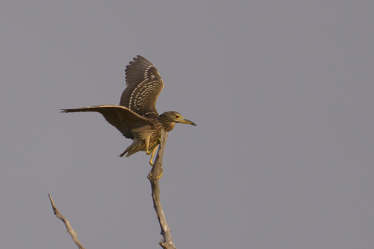 Black-crowned Night Heron - ML645051349