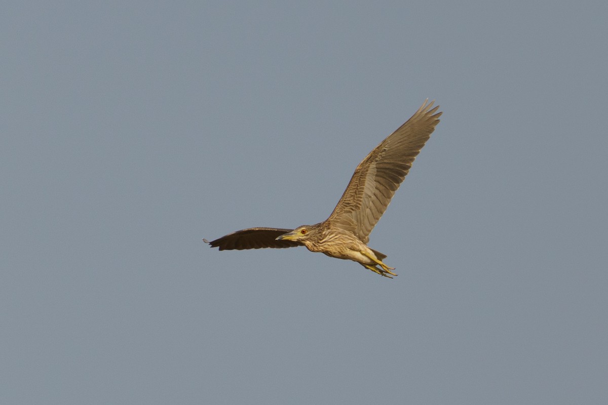Black-crowned Night Heron - ML645051350