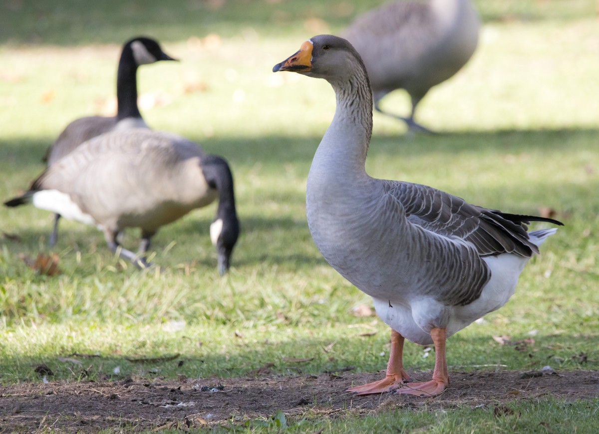 Graylag Goose (Domestic type) - ML645051357