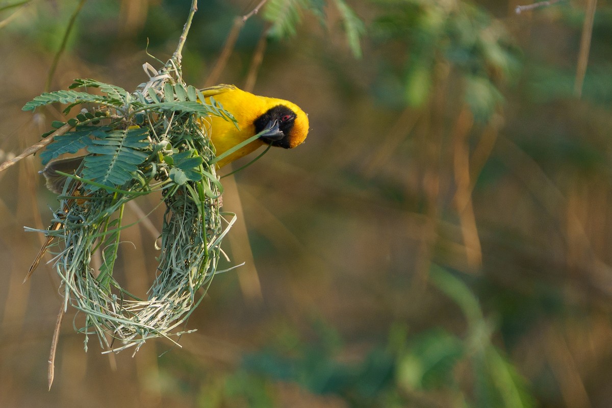 Southern Masked-Weaver - ML645051359