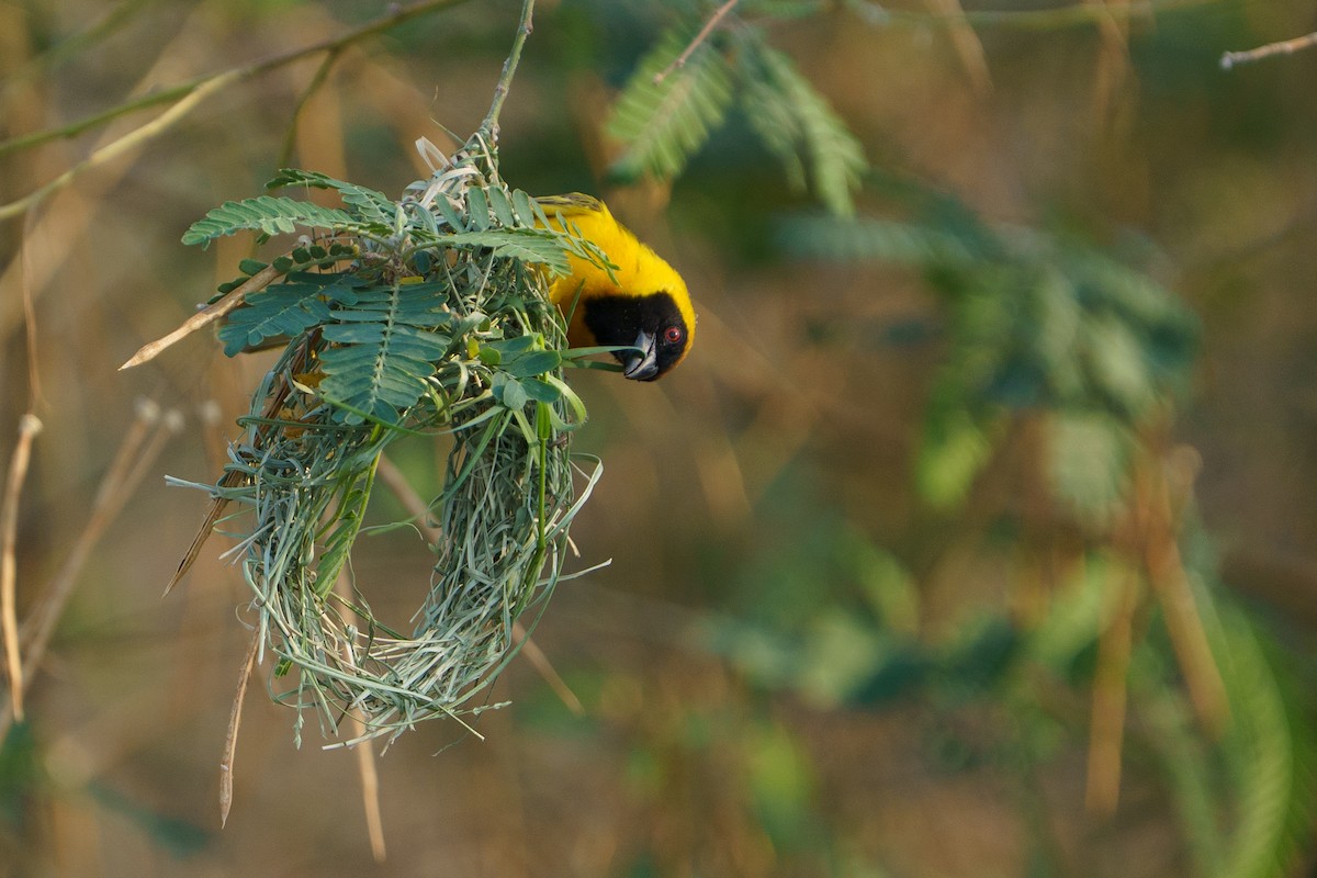 Southern Masked-Weaver - ML645051360