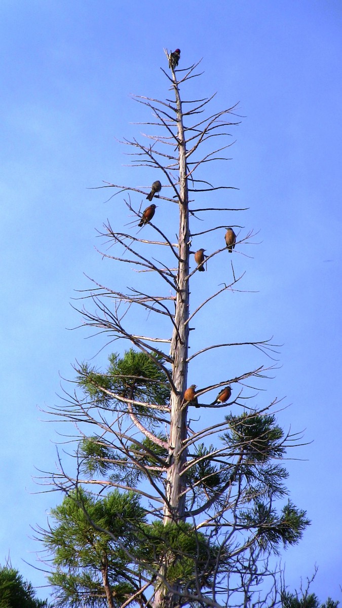 American Robin - ML645051361