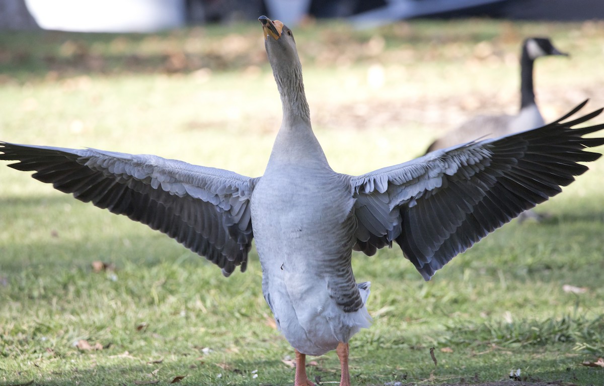 Graylag Goose (Domestic type) - ML645051364