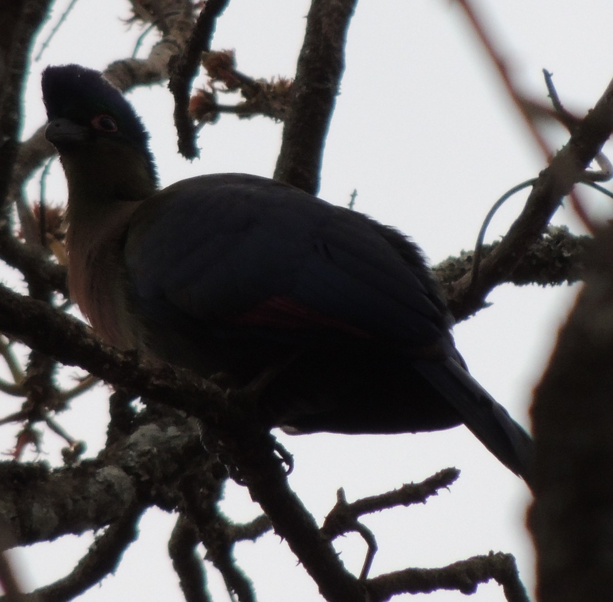 turako lesklohlavý - ML645051365