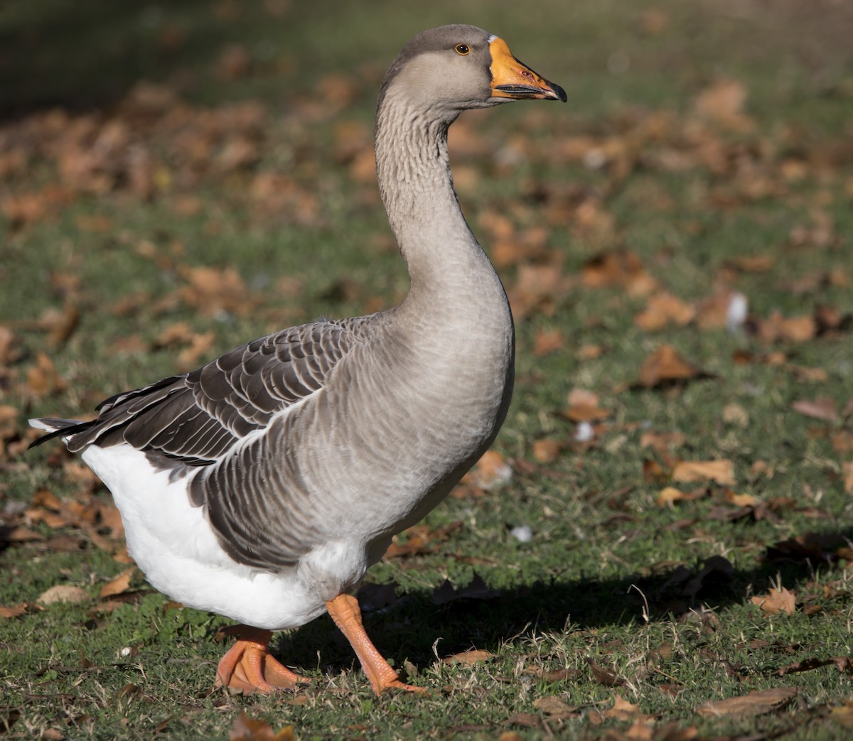 Graylag Goose (Domestic type) - ML645051368