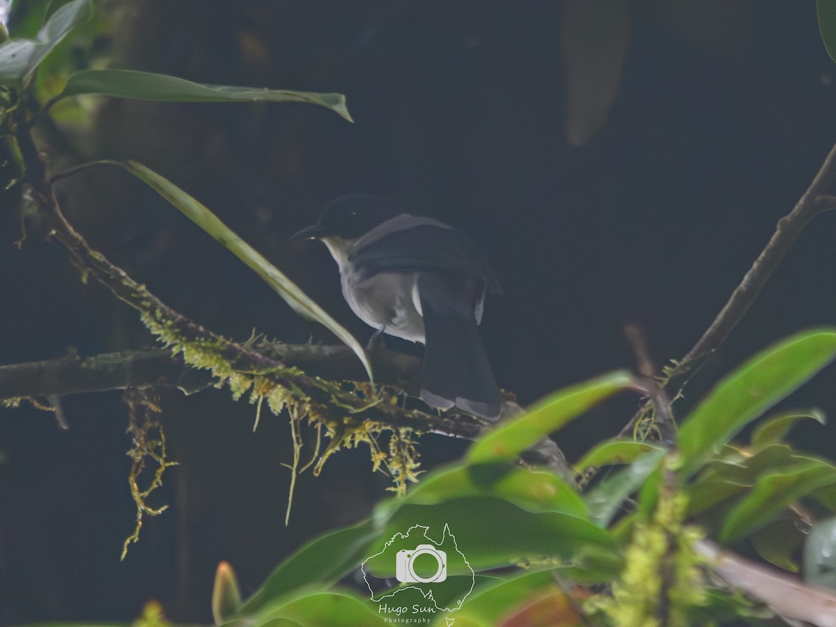 Black-headed Sibia - ML645051370