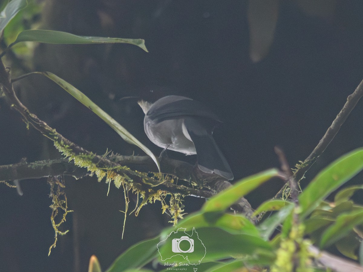 Black-headed Sibia - ML645051371