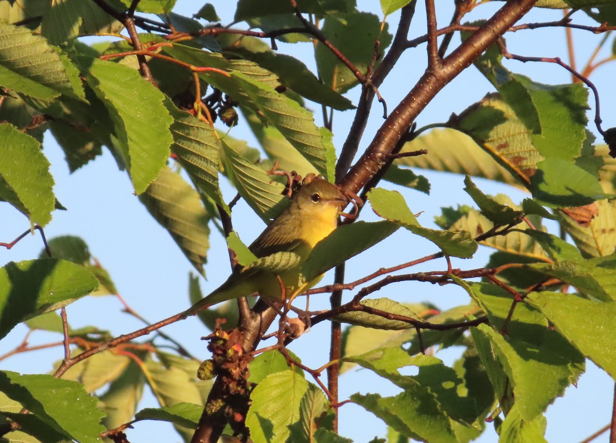 Mourning Warbler - ML645051376