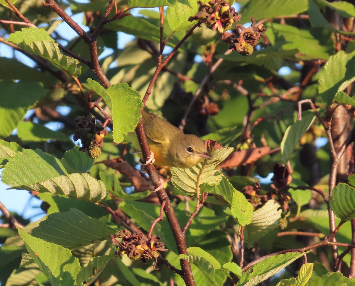 Mourning Warbler - ML645051377