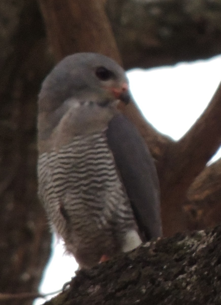Lizard Buzzard - ML645051394