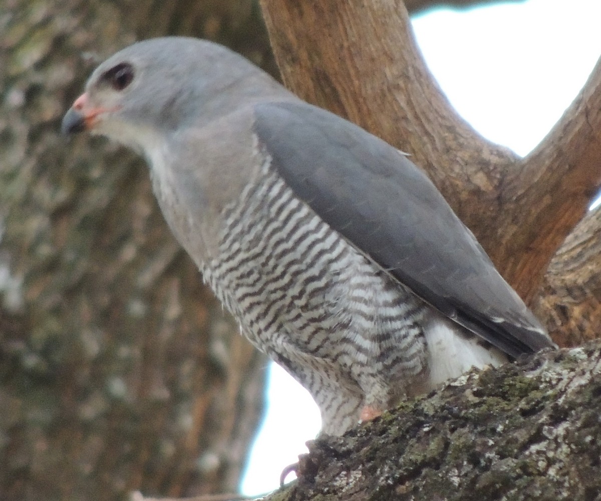 Lizard Buzzard - ML645051395