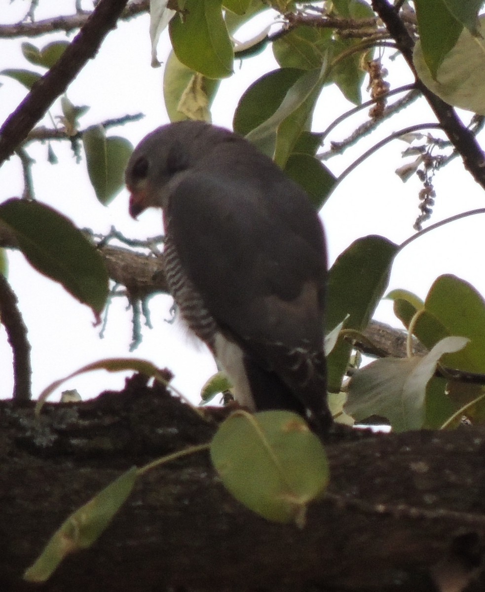 Lizard Buzzard - ML645051396