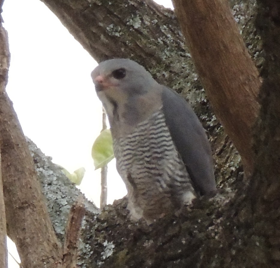Lizard Buzzard - ML645051397