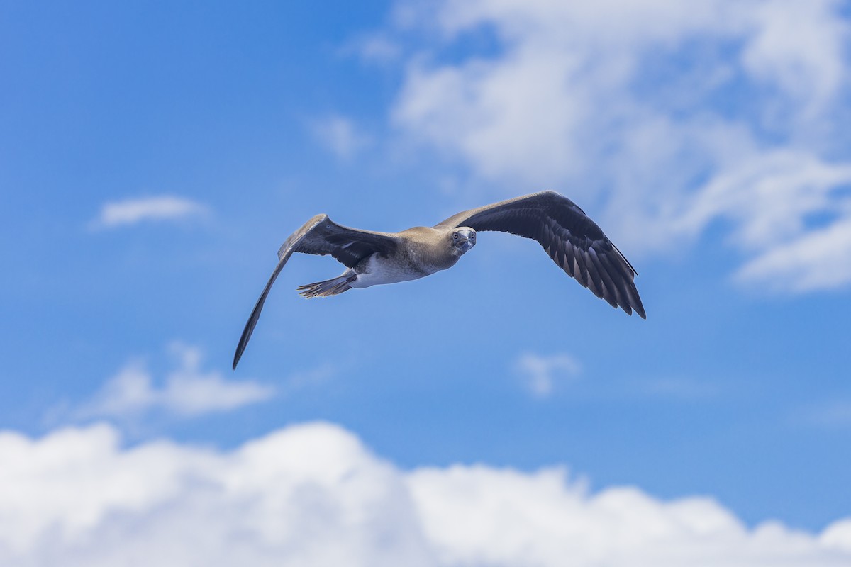 Brown Booby (Forster's) - ML645051398