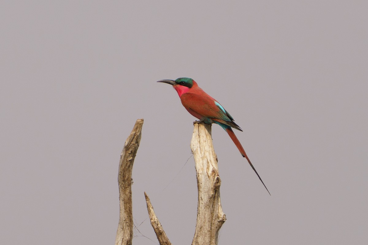 Southern Carmine Bee-eater - ML645051401