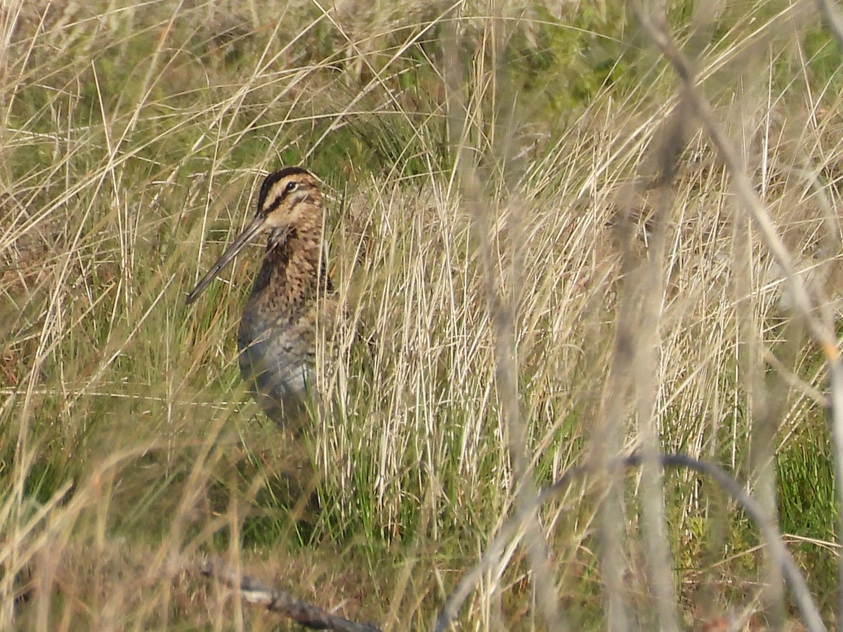 African Snipe - ML645051403