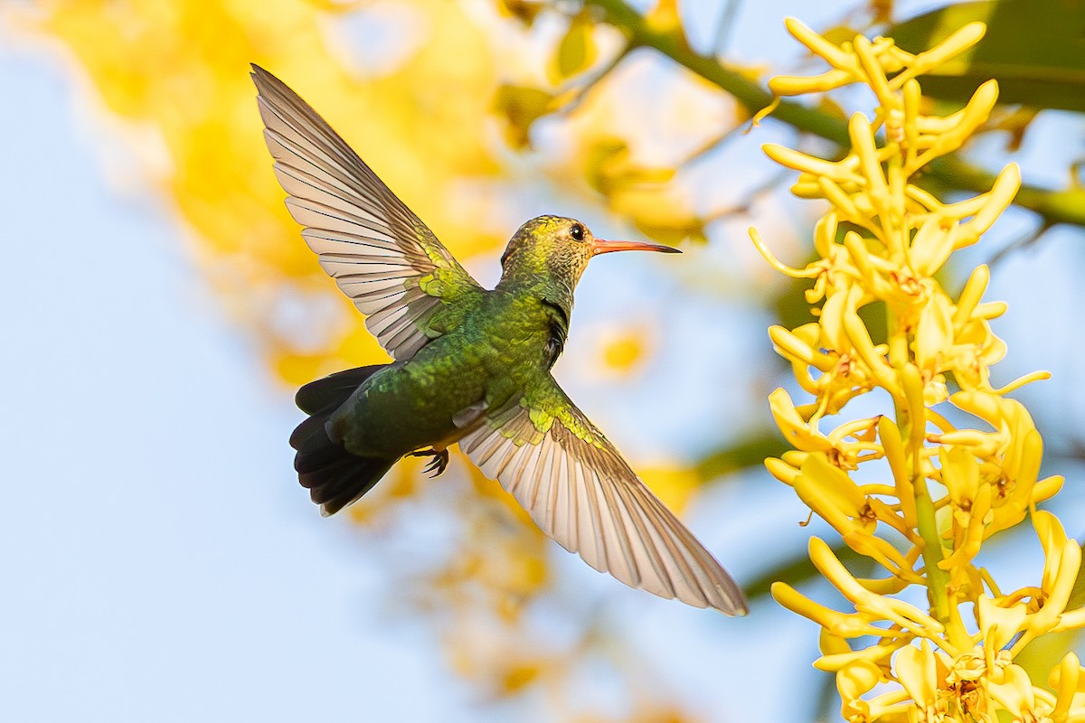 Gilded Hummingbird - ML645051410