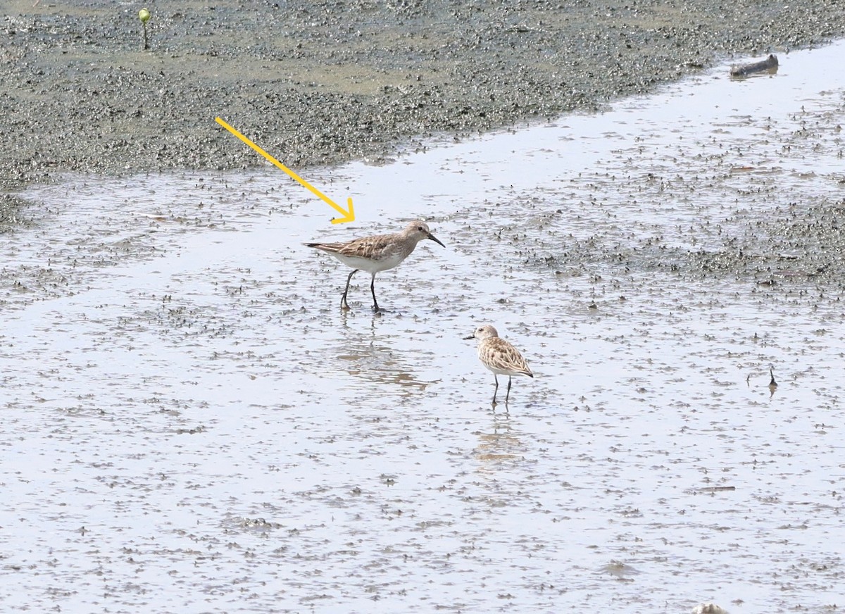 Weißbürzel-Strandläufer - ML645051414