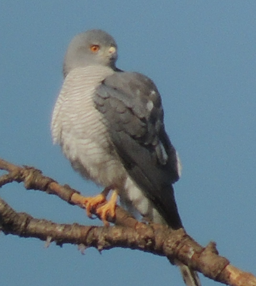 krahujec šikra - ML645051418