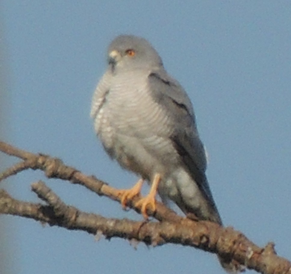 krahujec šikra - ML645051419