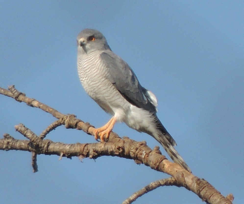 krahujec šikra - ML645051420