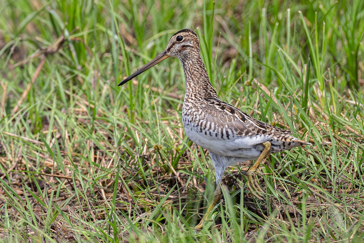 Pantanal Snipe - ML645051423