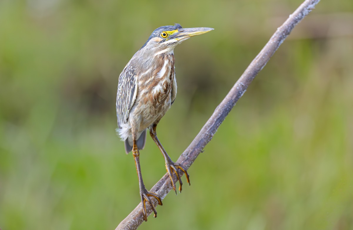 Striated Heron - ML645051452