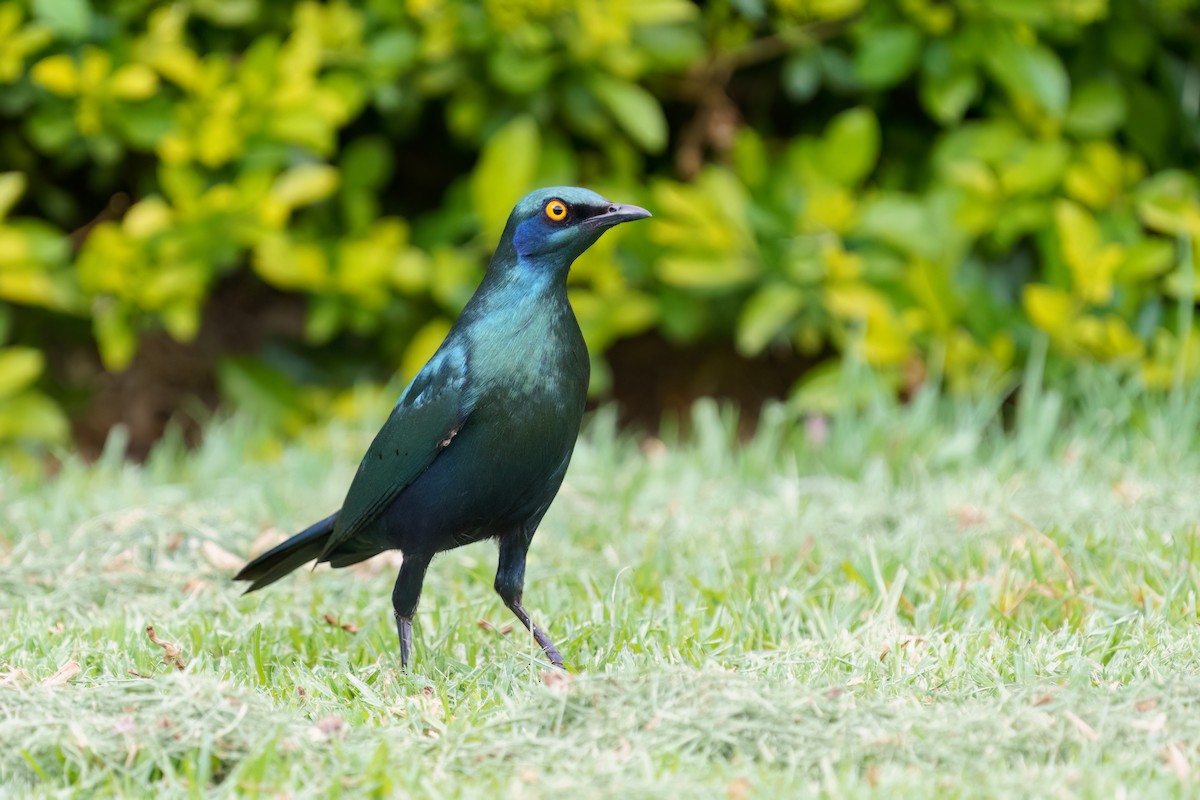 blåøreglansstær - ML645051453