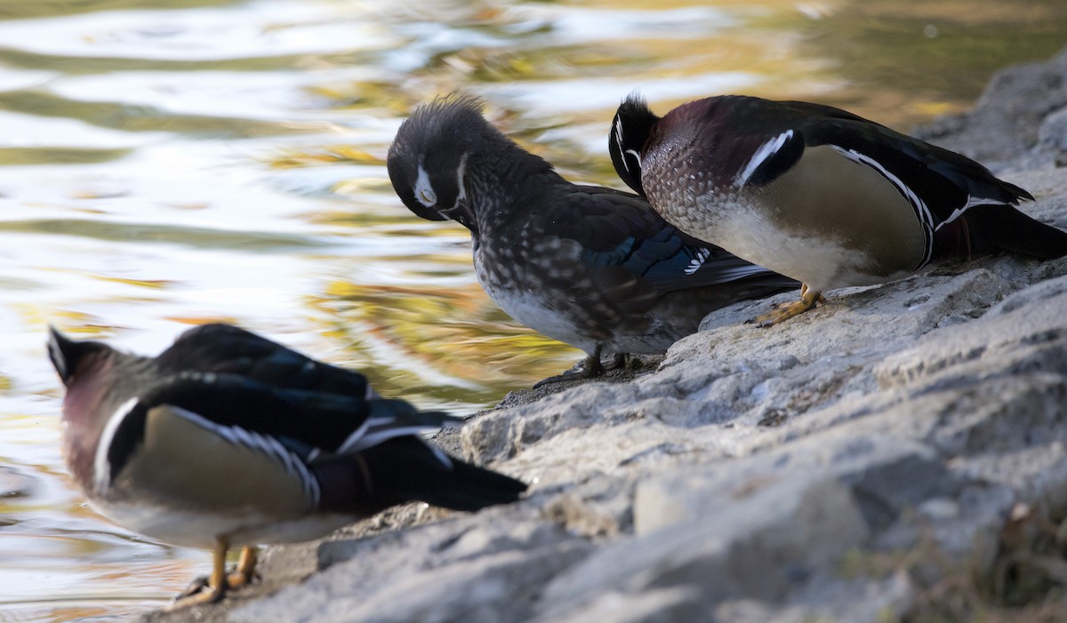 Anatra sposa - ML645051462