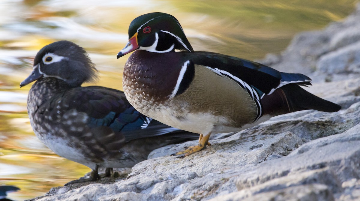 Anatra sposa - ML645051463