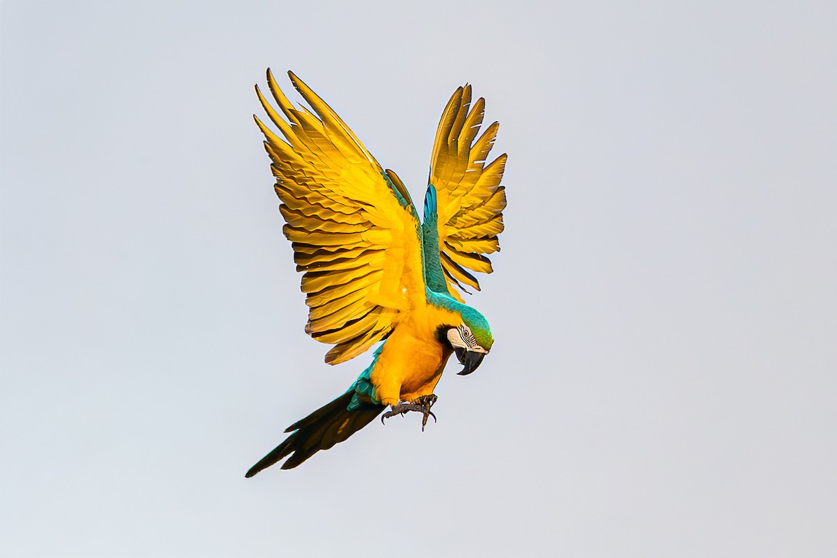 Blue-and-yellow Macaw - ML645051468
