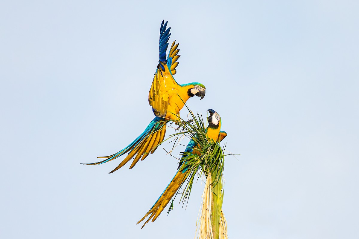 Blue-and-yellow Macaw - ML645051469