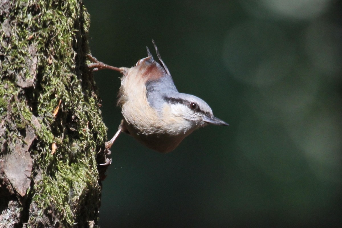 Eurasian Nuthatch - ML645051470