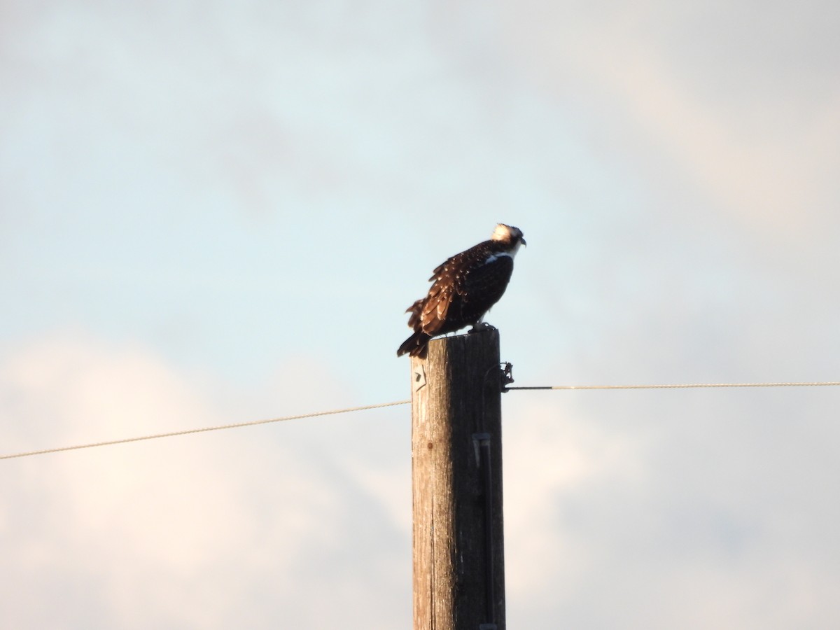 Osprey - ML645051471