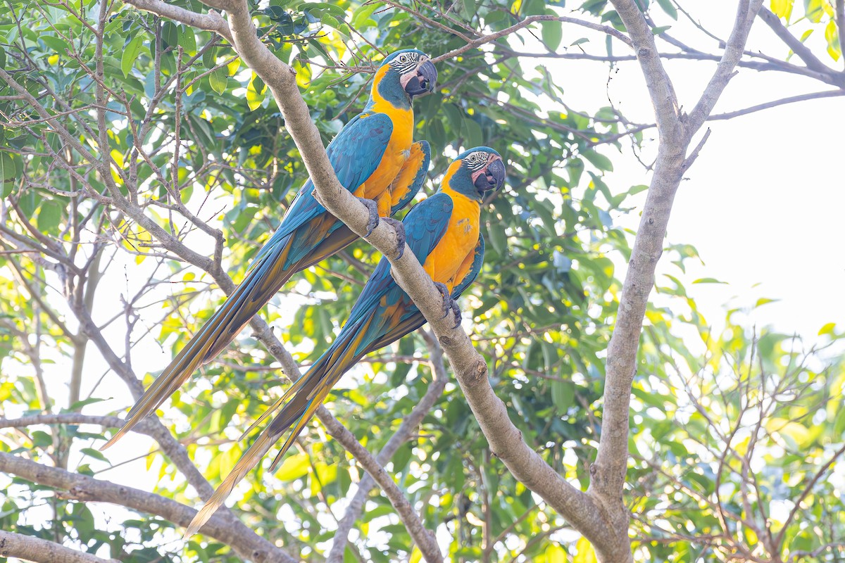 Blue-throated Macaw - ML645051480