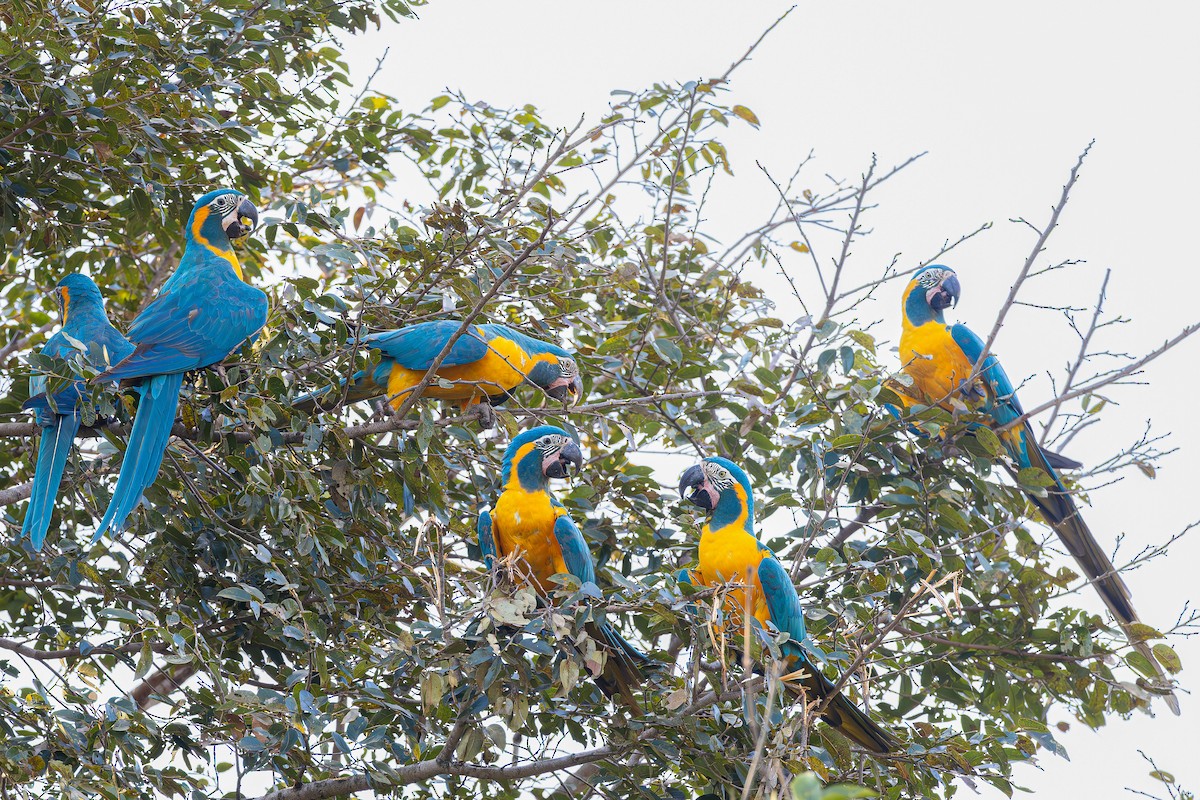 Blue-throated Macaw - ML645051481