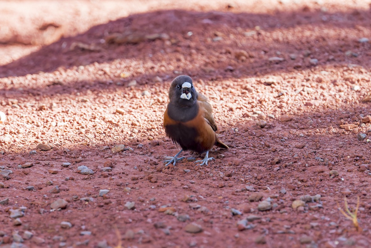 Chestnut Munia - ML645051490