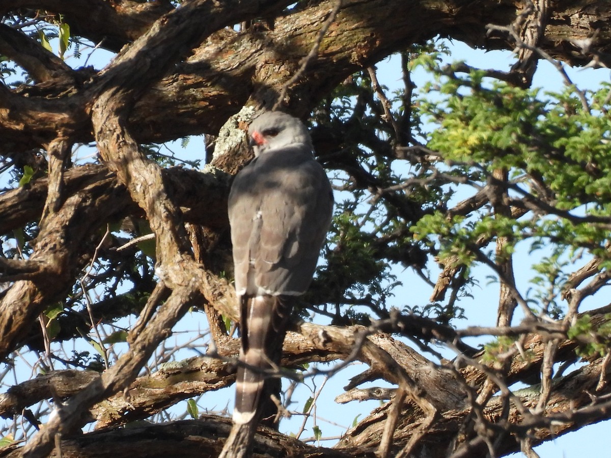 Gabar Goshawk - ML645051493