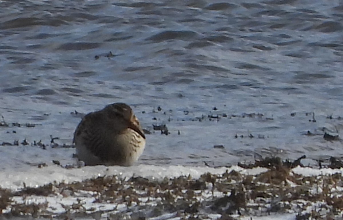 Çizgili Kumkuşu - ML645051497