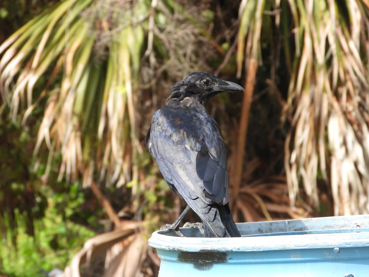 Fischkrähe - ML645051528