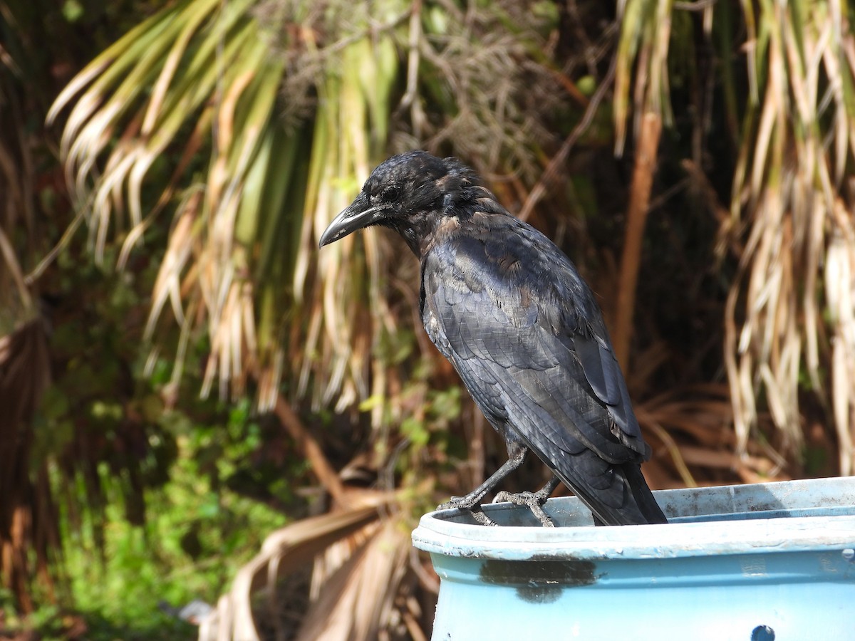 Fischkrähe - ML645051530