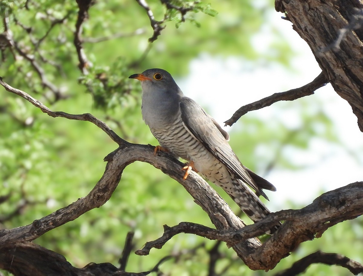 Coucou africain - ML645051584