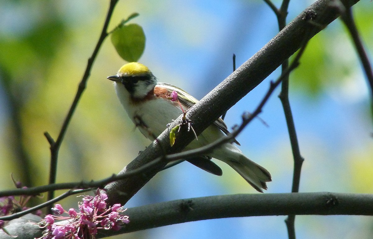 ワキチャアメリカムシクイ - ML645051587