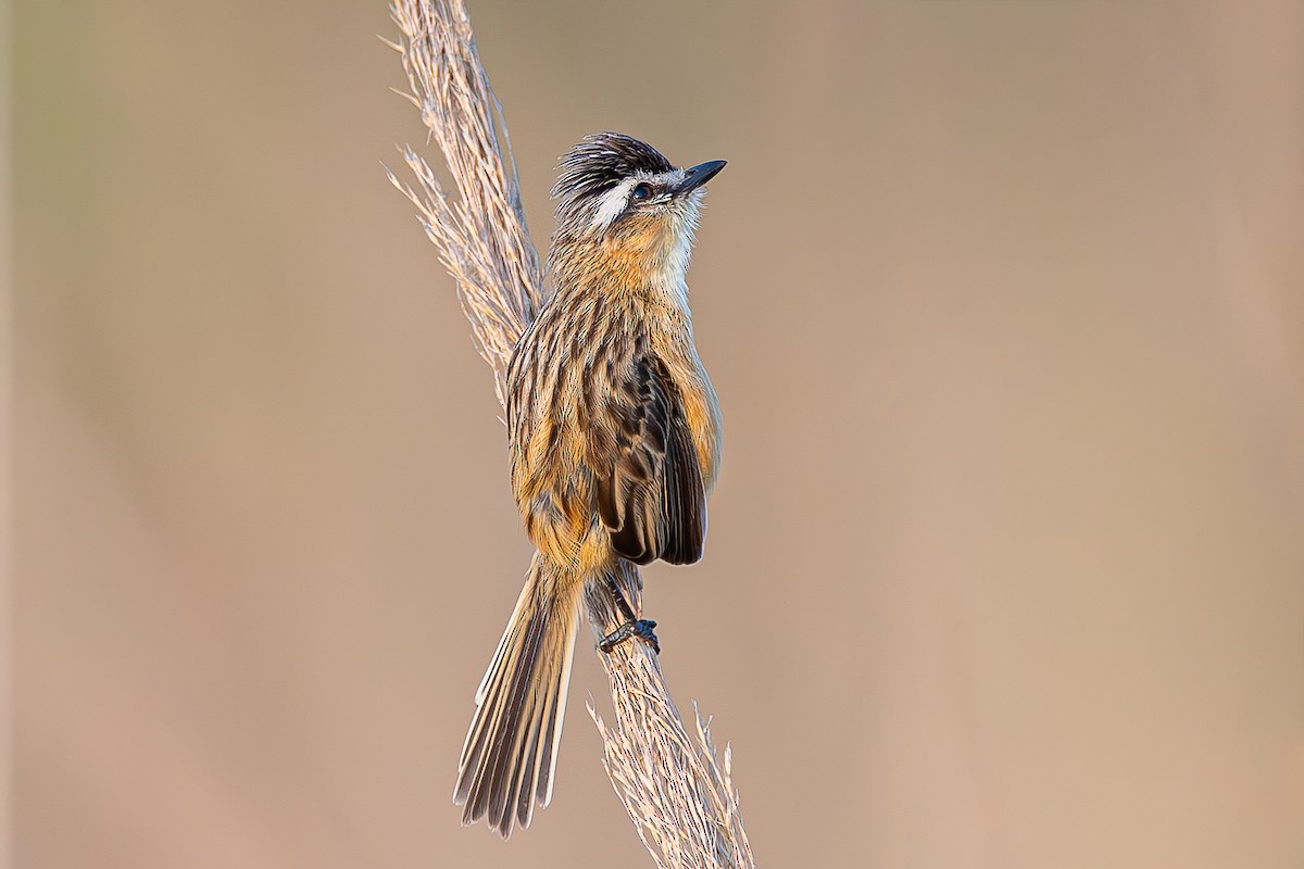 Sharp-tailed Tyrant - ML645051589