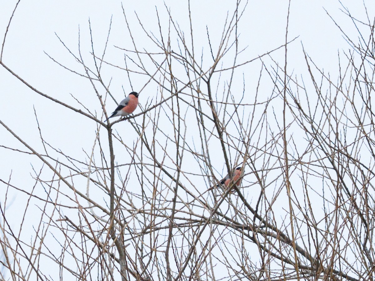 Eurasian Bullfinch (Eurasian) - ML645051590