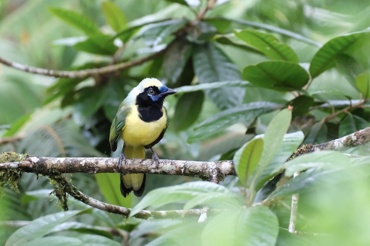 Green Jay - ML645051594
