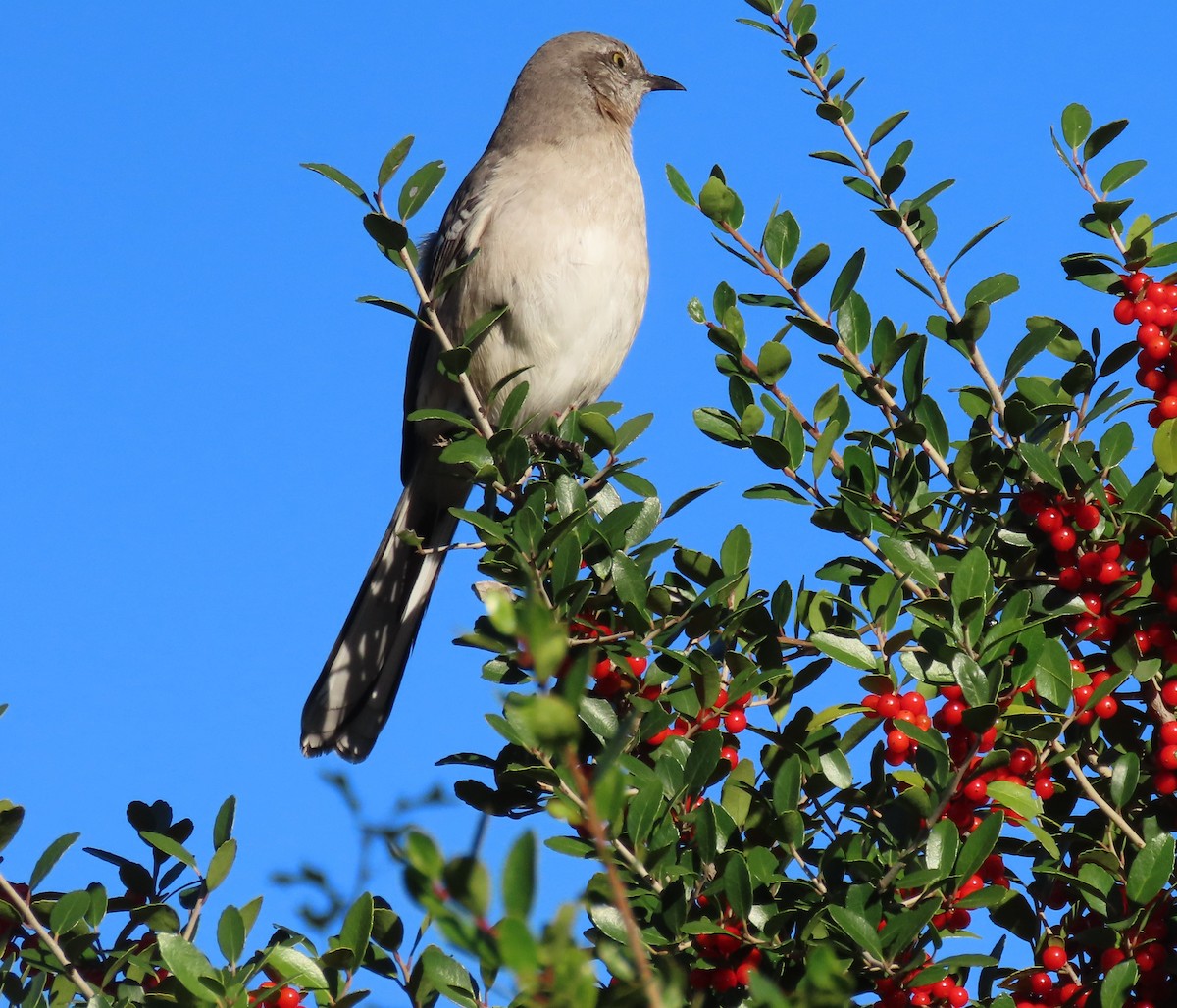Northern Mockingbird - ML645051596